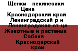 Щенки - пекинесики › Цена ­ 3 000 - Краснодарский край, Ленинградский р-н, Ленинградская ст-ца Животные и растения » Собаки   . Краснодарский край